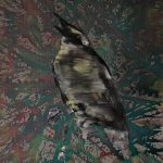 Singvogel, Öl auf Leinwand, 90 x 70 cm, 2015